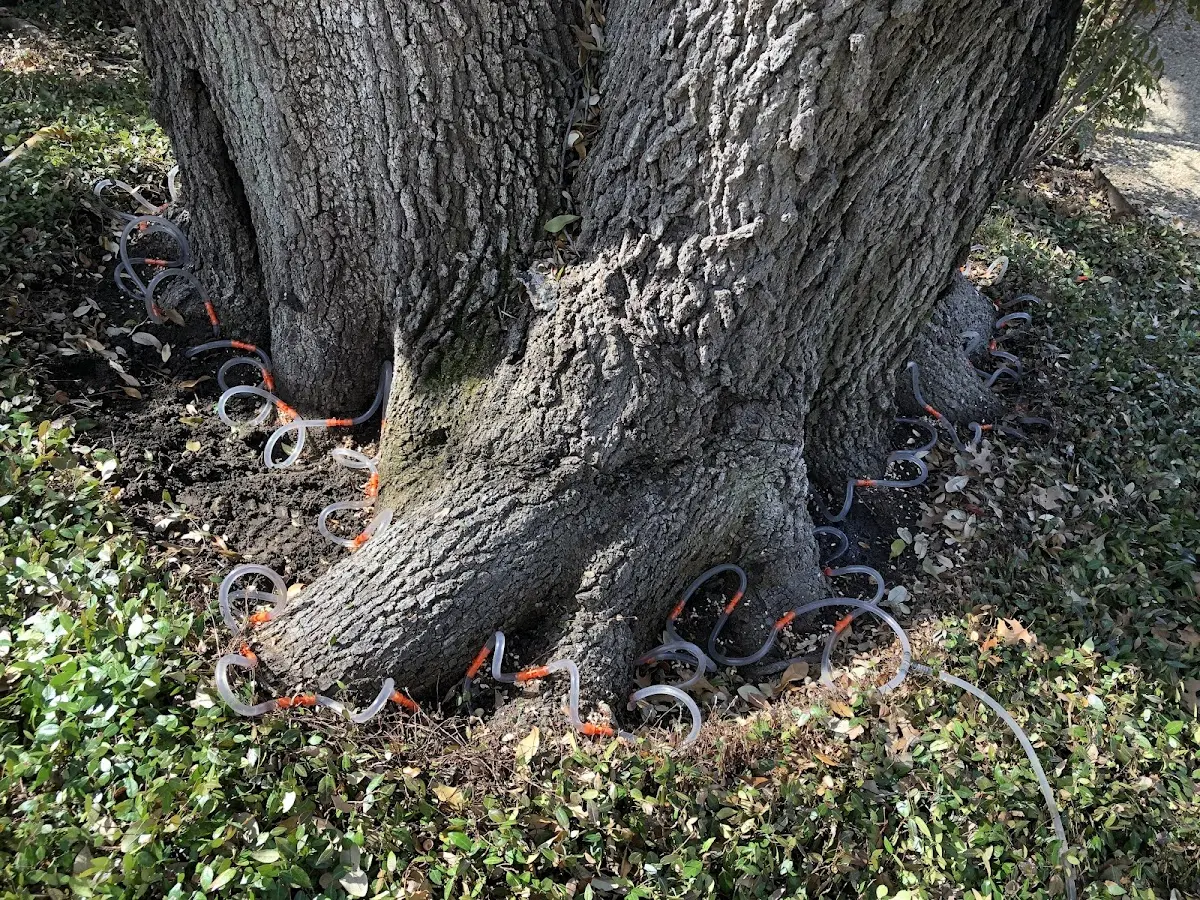 Detailed Tree Cabling and Bracing job site in Wolfforth
